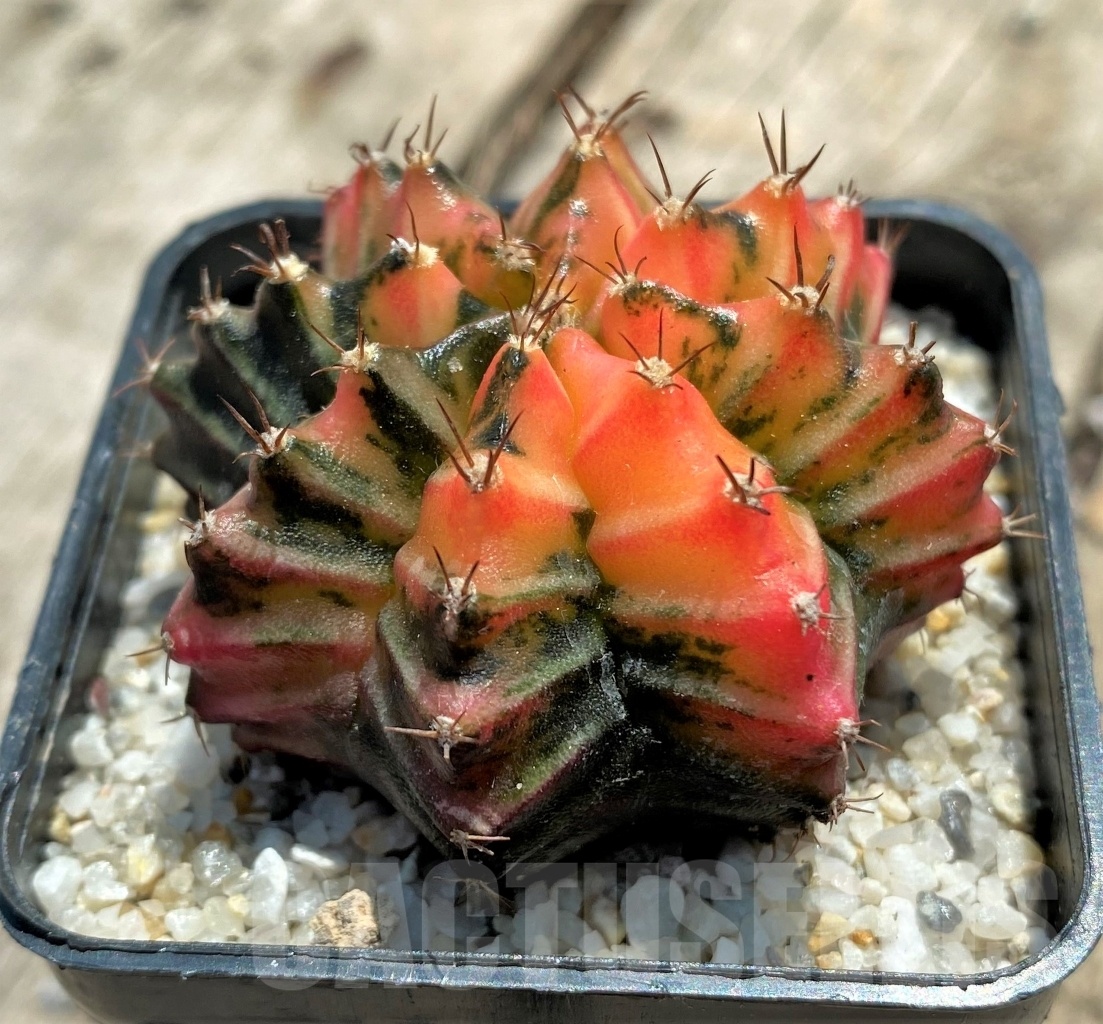 SHPR11356 Gymnocalycium mihanovichii f. variegata