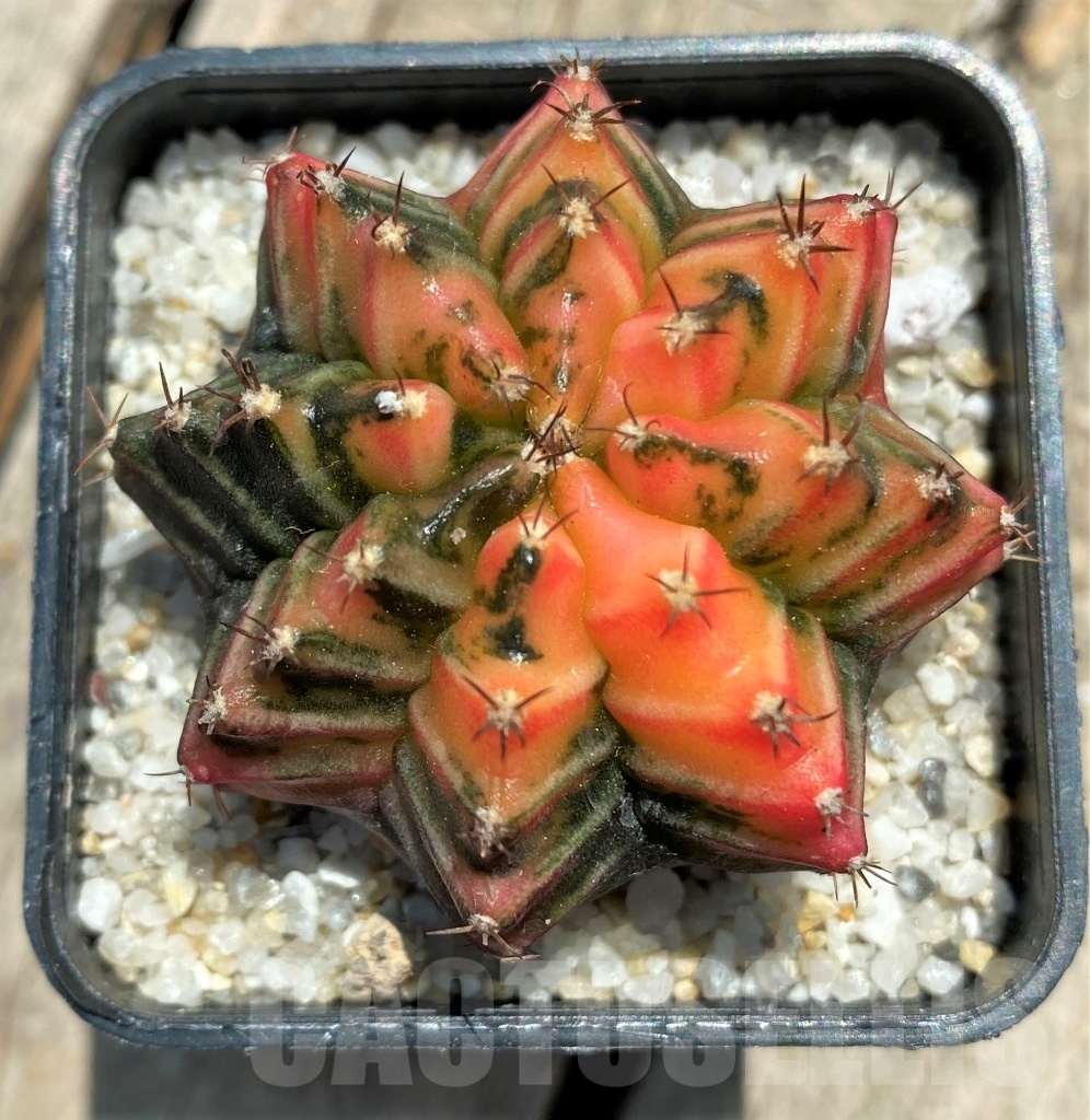 SHPR11356 Gymnocalycium mihanovichii f. variegata - 画像 (2)