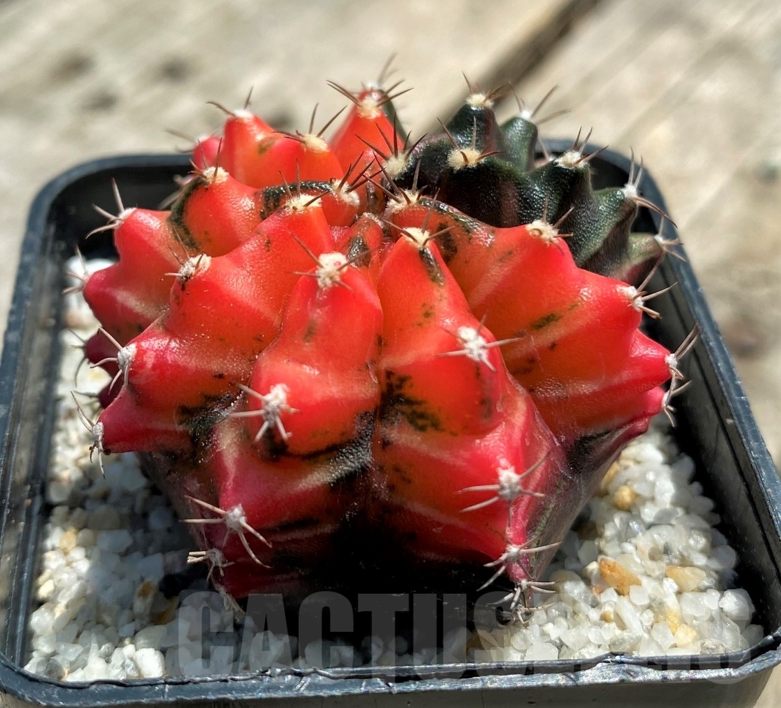 SHPR11358 Gymnocalycium mihanovichii f. variegata