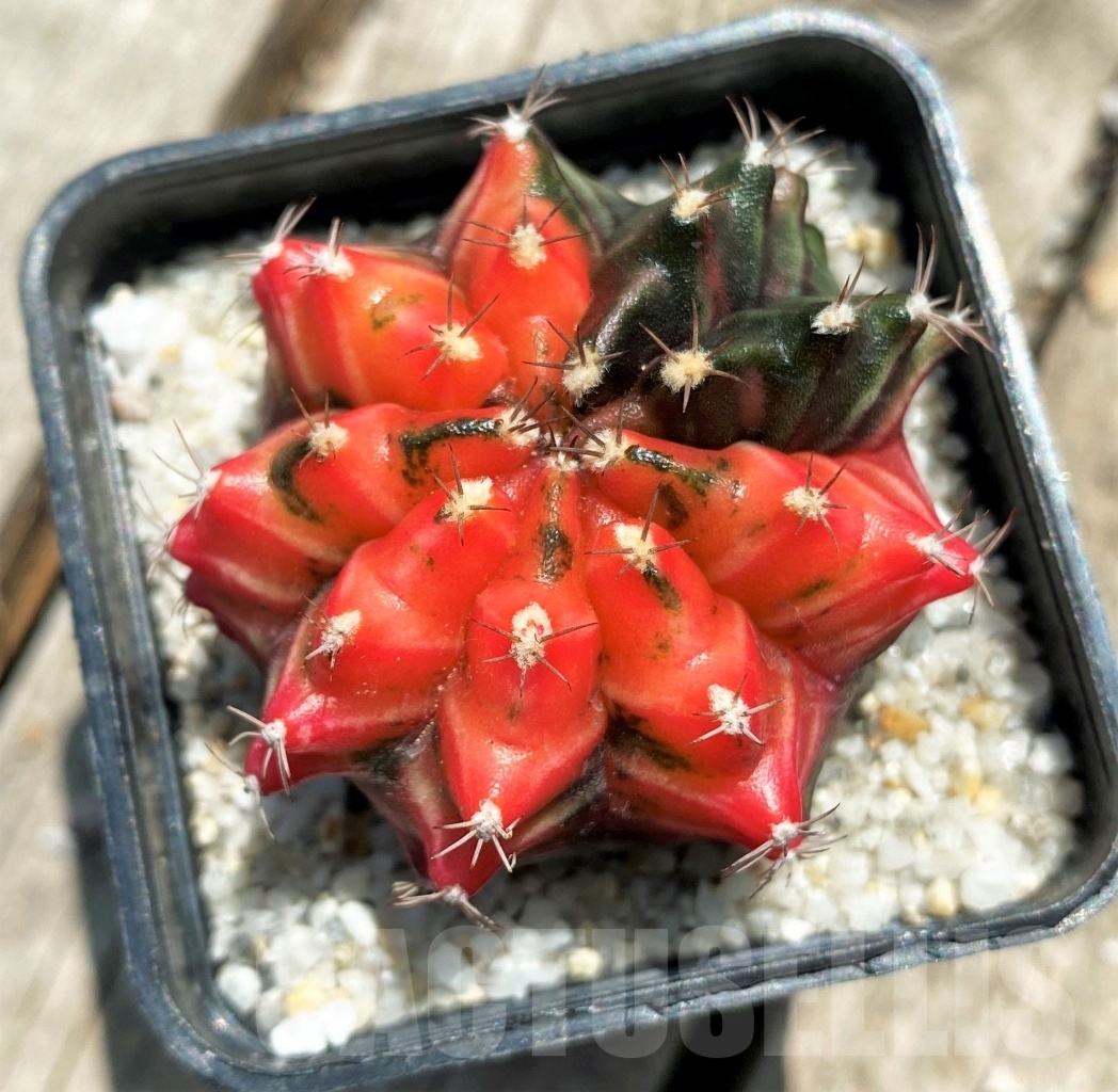 SHPR11358 Gymnocalycium mihanovichii f. variegata - Image 2