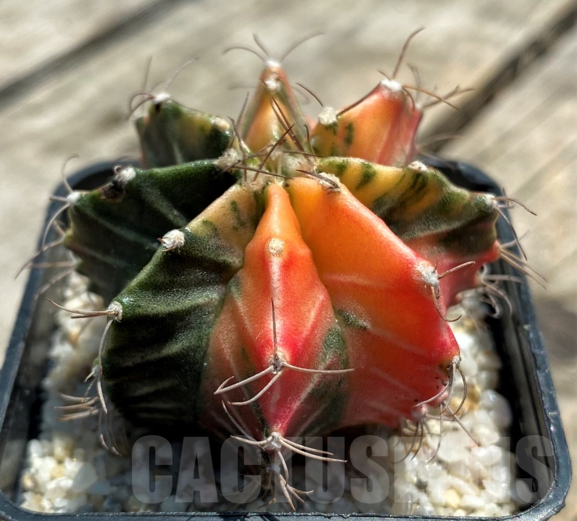 SHPR11359 Gymnocalycium mihanovichii f. variegata