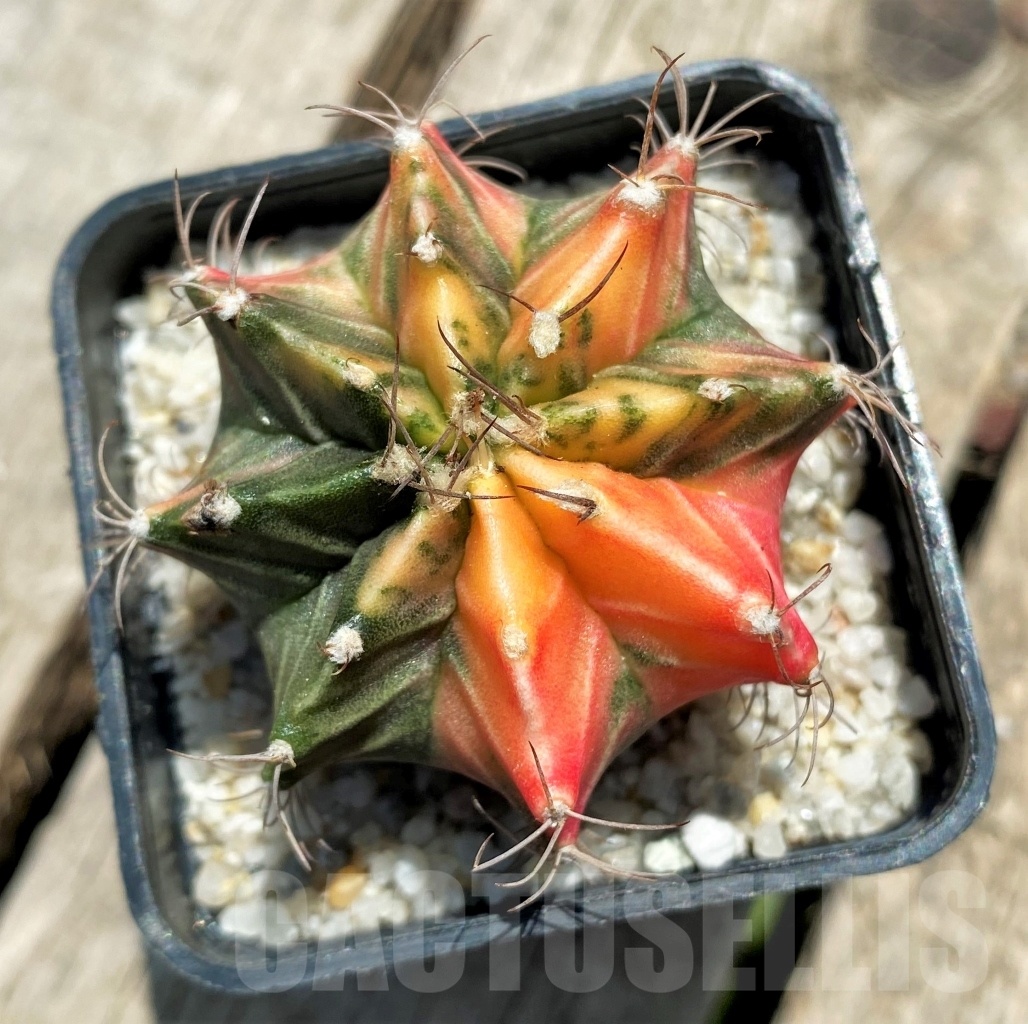 SHPR11359 Gymnocalycium mihanovichii f. variegata - Image 2