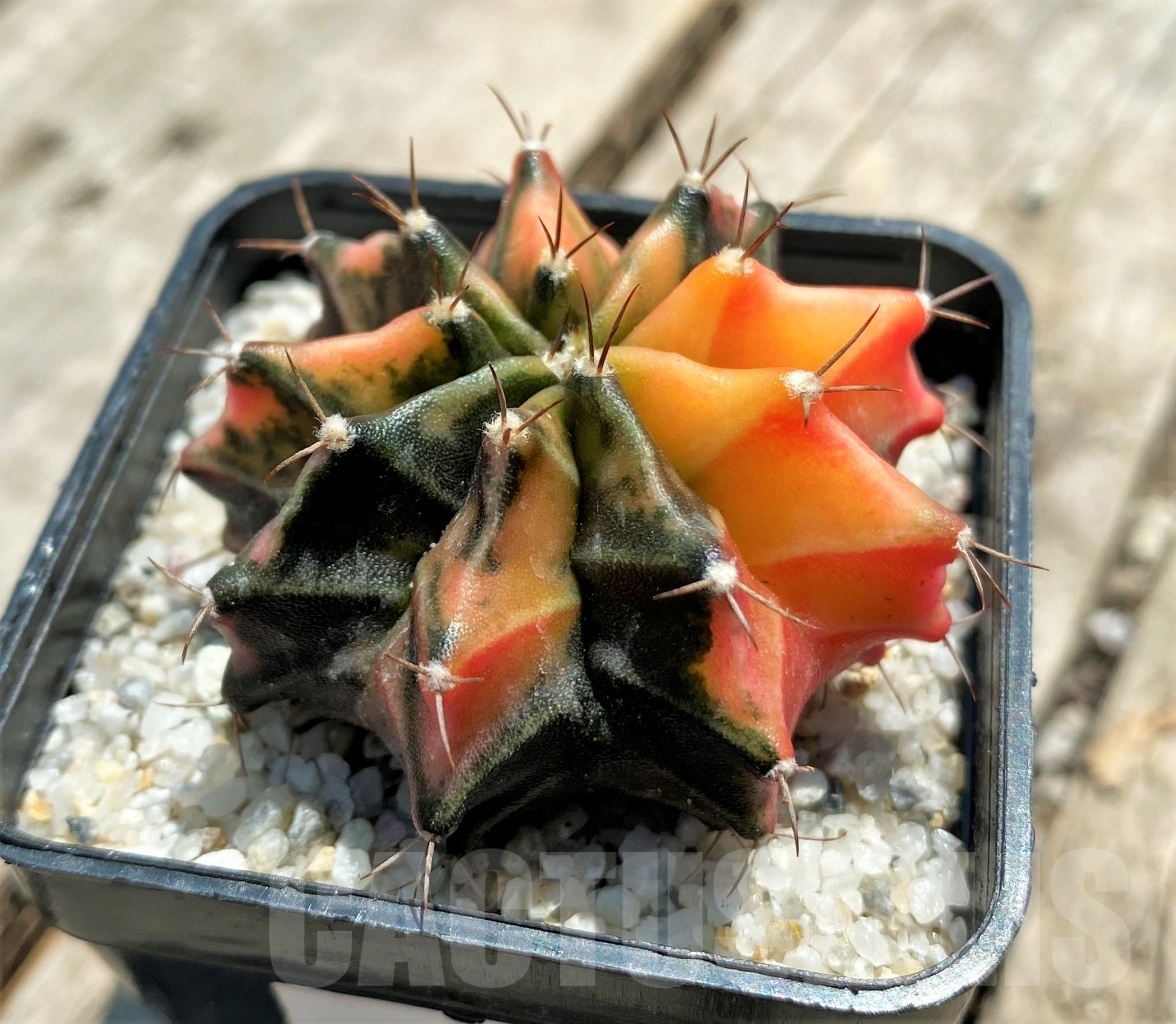 SHPR11360 Gymnocalycium mihanovichii f. variegata