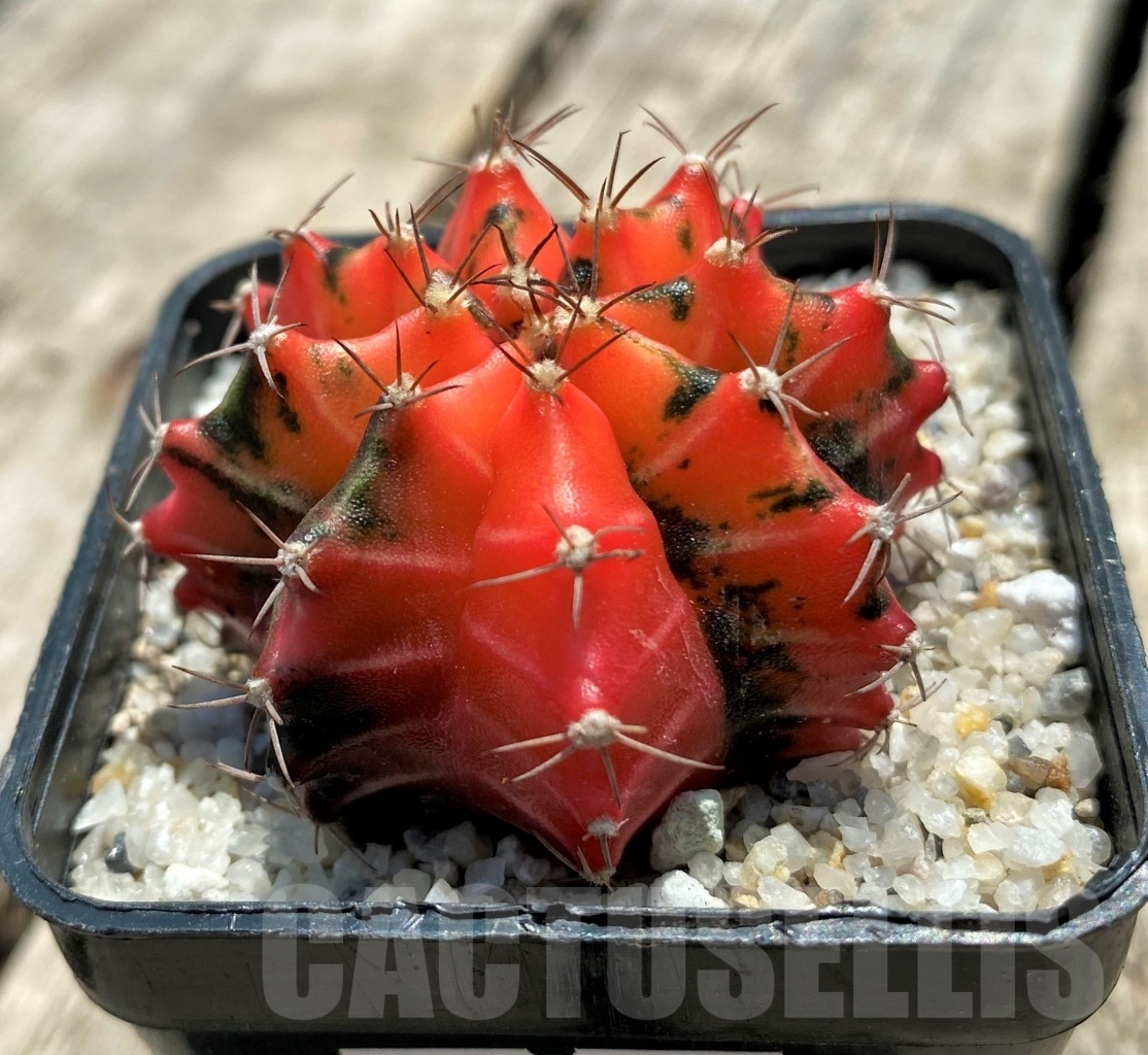SHPR11361 Gymnocalycium mihanovichii f. variegata