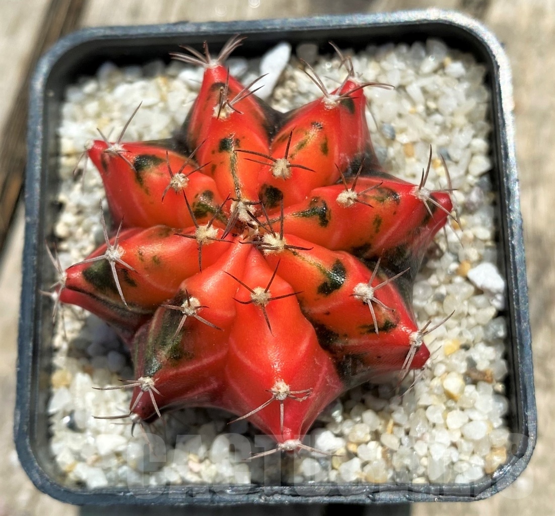 SHPR11361 Gymnocalycium mihanovichii f. variegata - Image 2