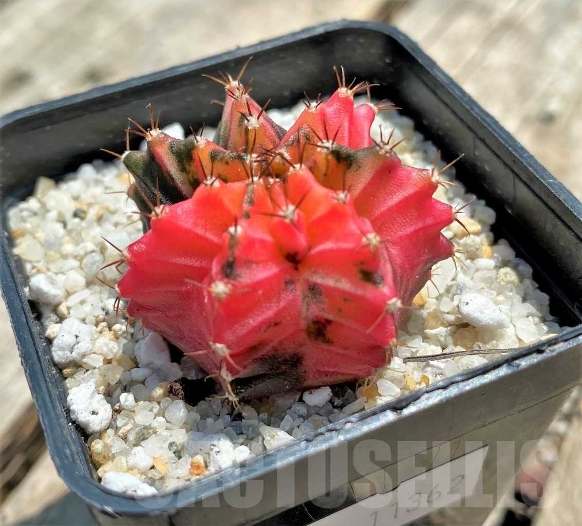 SHPR11362 Gymnocalycium mihanovichii f. variegata