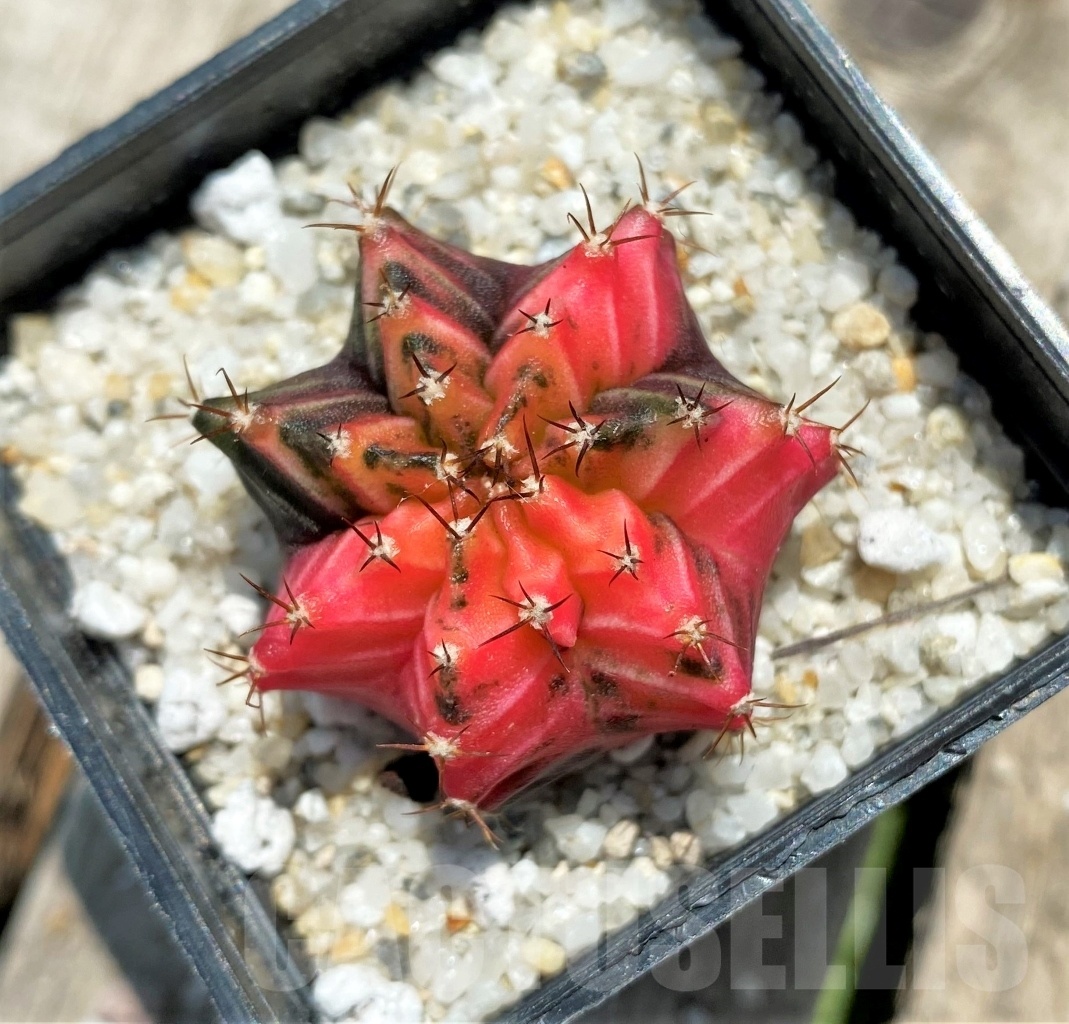 SHPR11362 Gymnocalycium mihanovichii f. variegata - Image 2