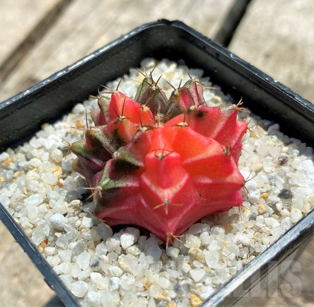 SHPR11363 Gymnocalycium mihanovichii f. variegata