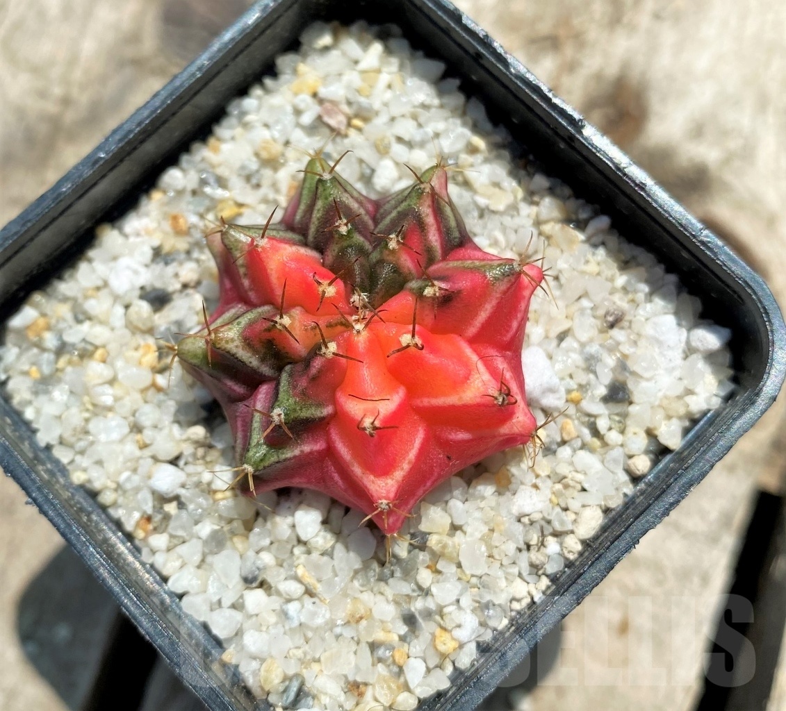 SHPR11363 Gymnocalycium mihanovichii f. variegata - Image 2