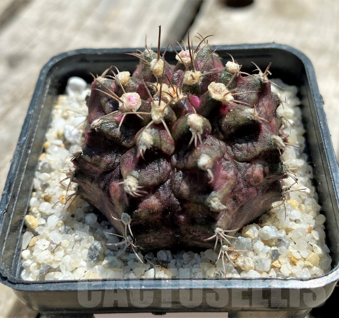 SHPR11375 Gymnocalycium mihanovichii 'T-rex'