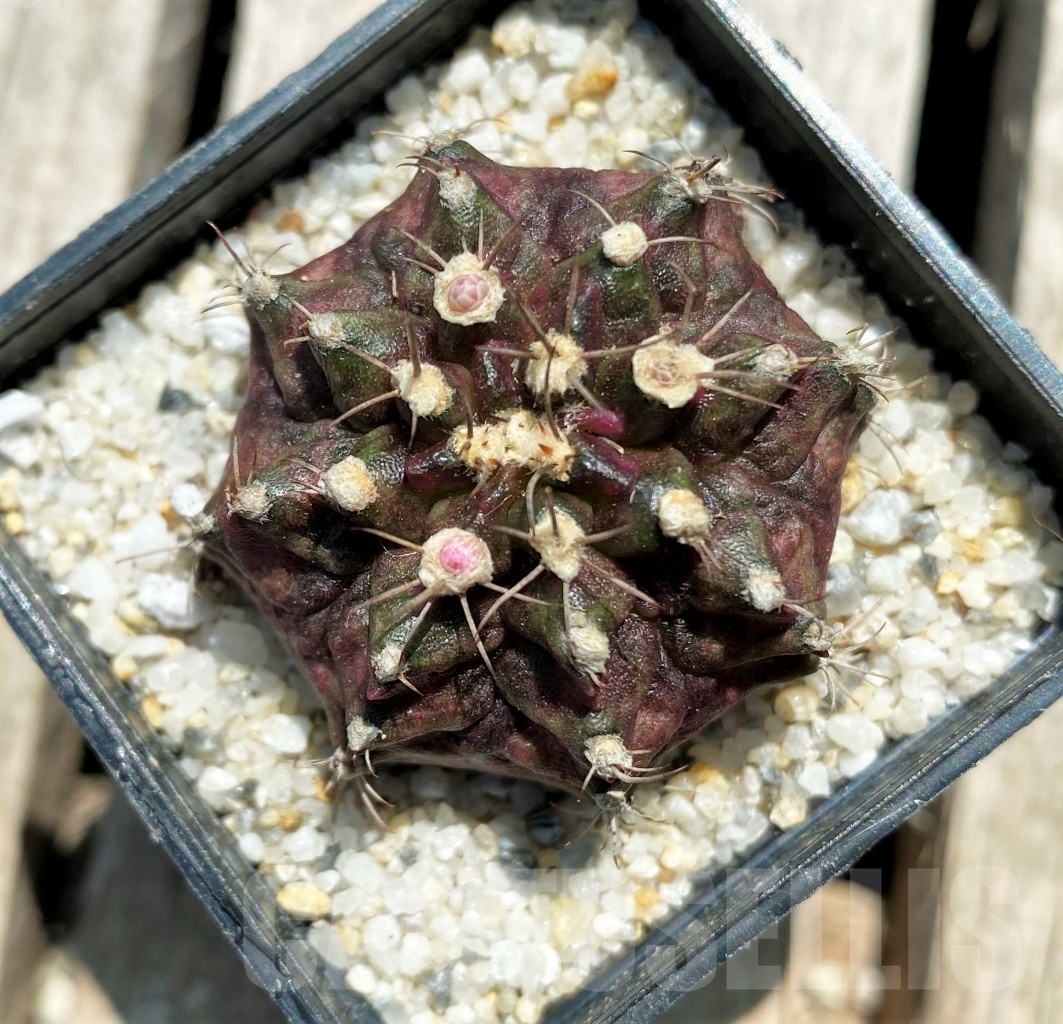 SHPR11375 Gymnocalycium mihanovichii 'T-rex' - Image 2