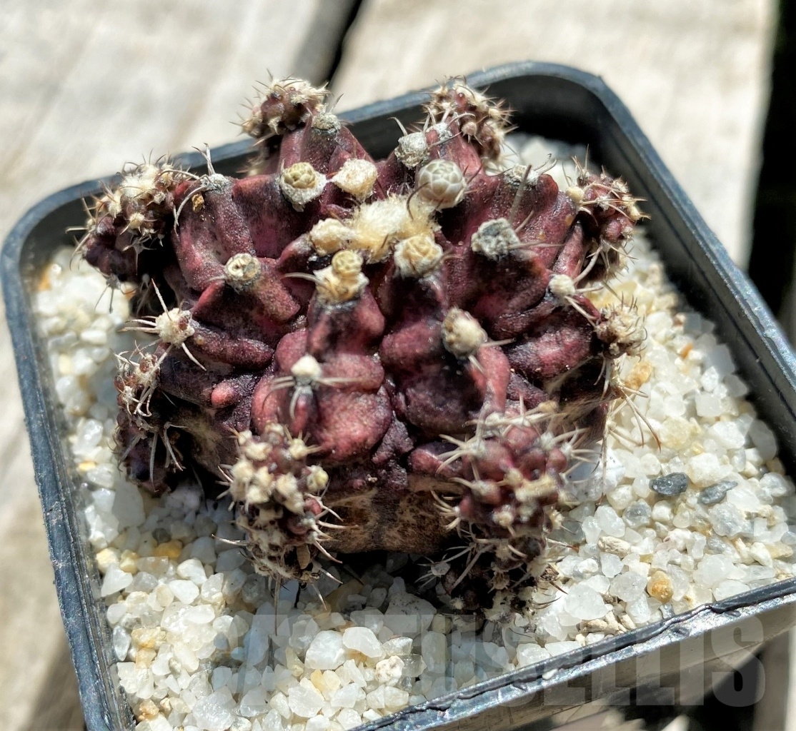 SHPR11376 Gymnocalycium mihanovichii 'T-rex'