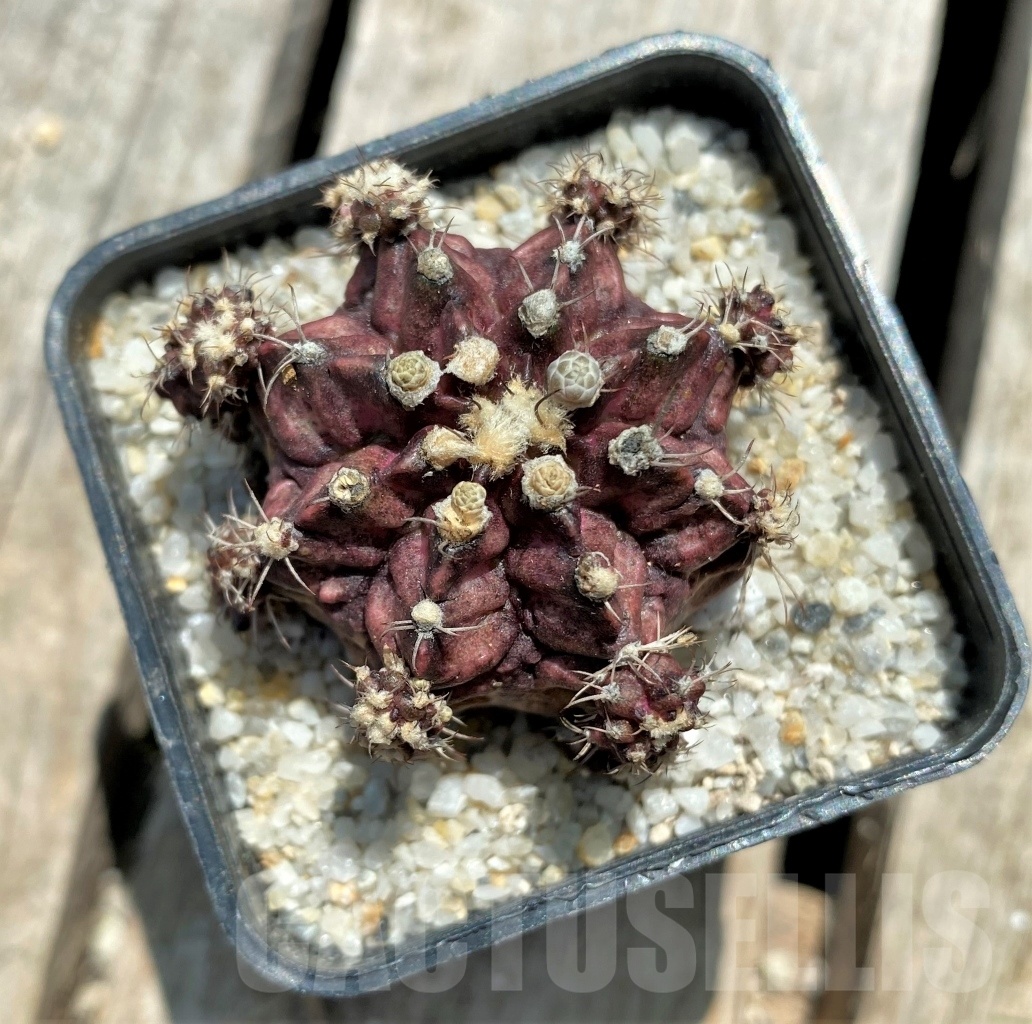 SHPR11376 Gymnocalycium mihanovichii 'T-rex' – Image 2