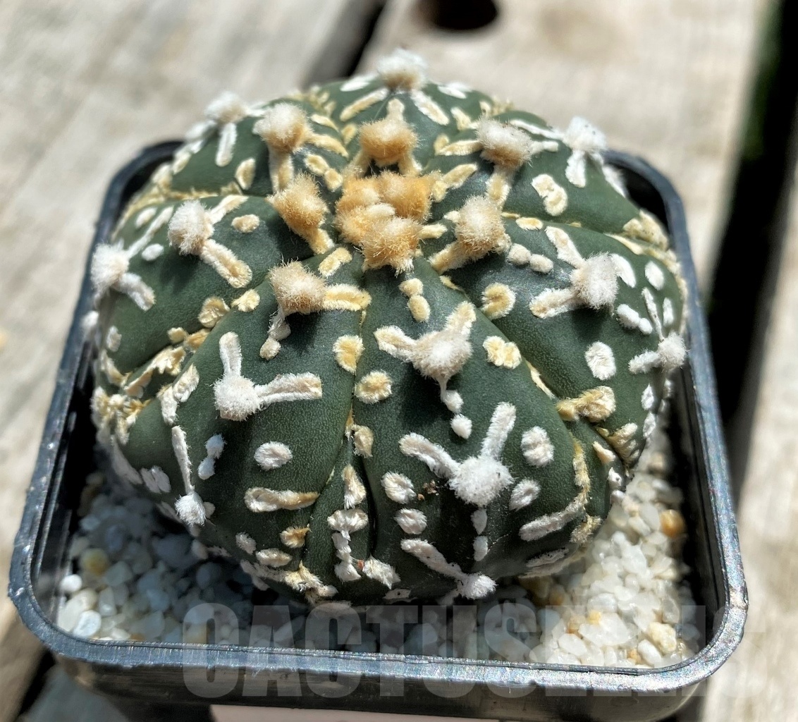 SHPR11377 Astrophytum asterias 'Super Kabuto' V-type – Image 2