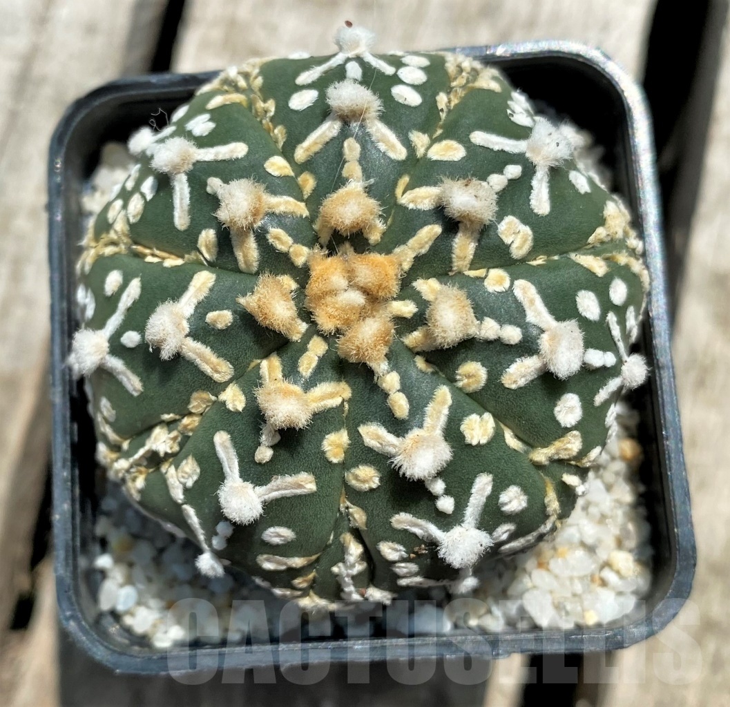 SHPR11377 Astrophytum asterias 'Super Kabuto' V-type