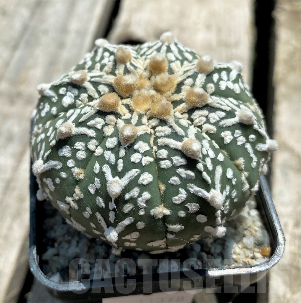 SHPR11378 Astrophytum asterias 'Super Kabuto' V-type - Image 2