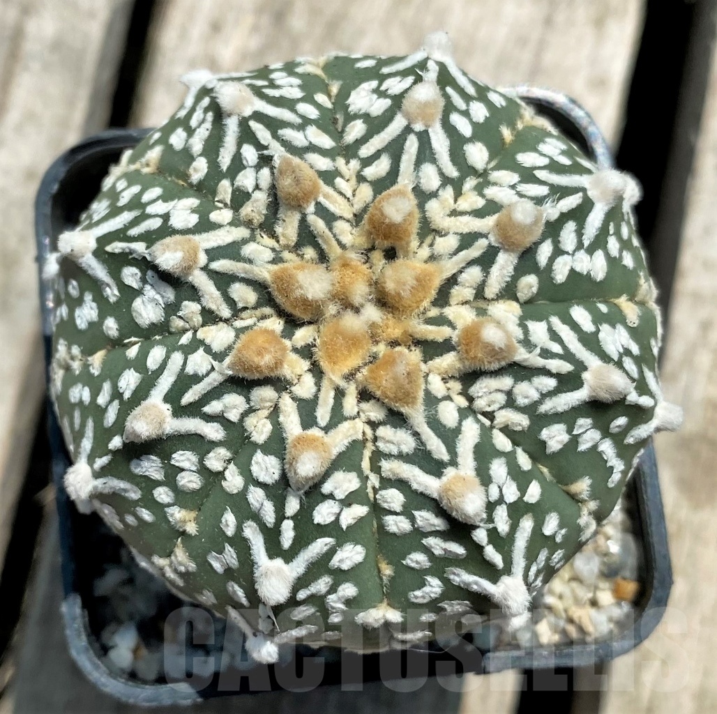 SHPR11378 Astrophytum asterias 'Super Kabuto' V-type