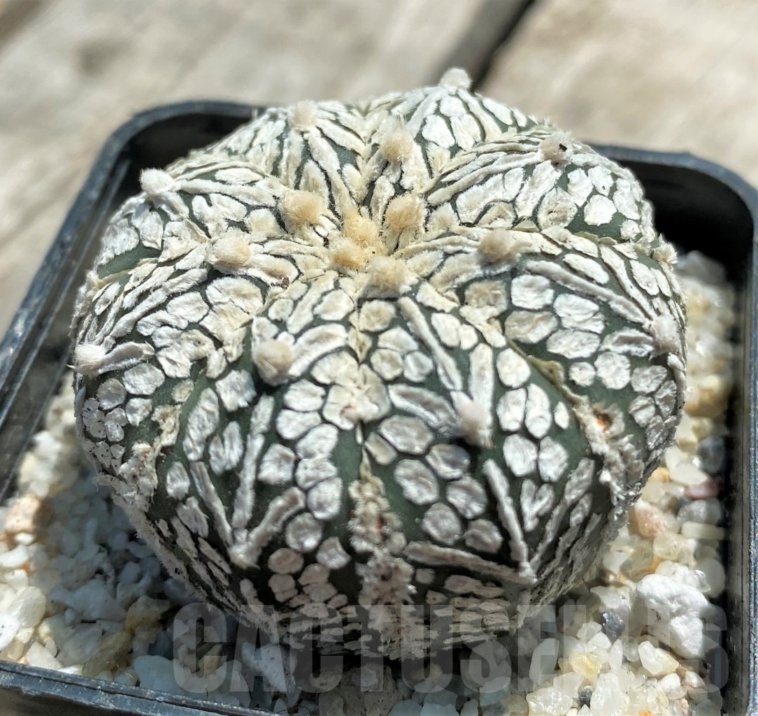 SHPR11381 Astrophytum asterias 'Super Kabuto' V-type – Image 2