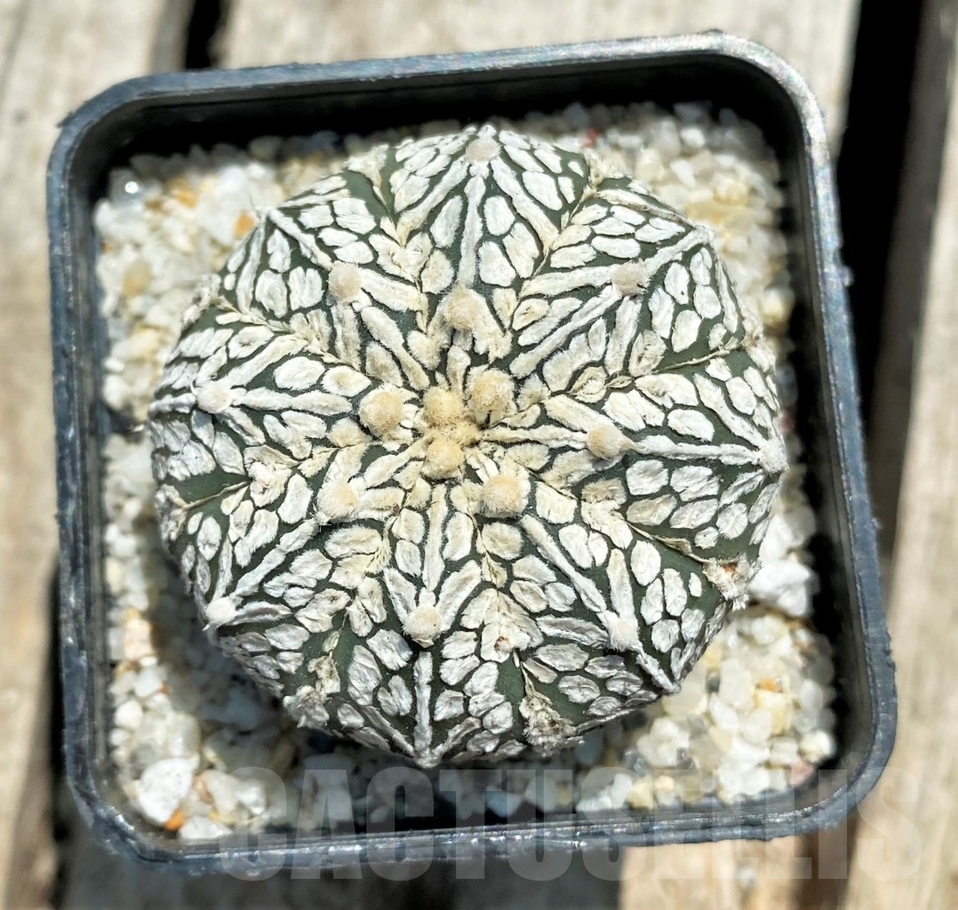 SHPR11381 Astrophytum asterias 'Super Kabuto' V-type