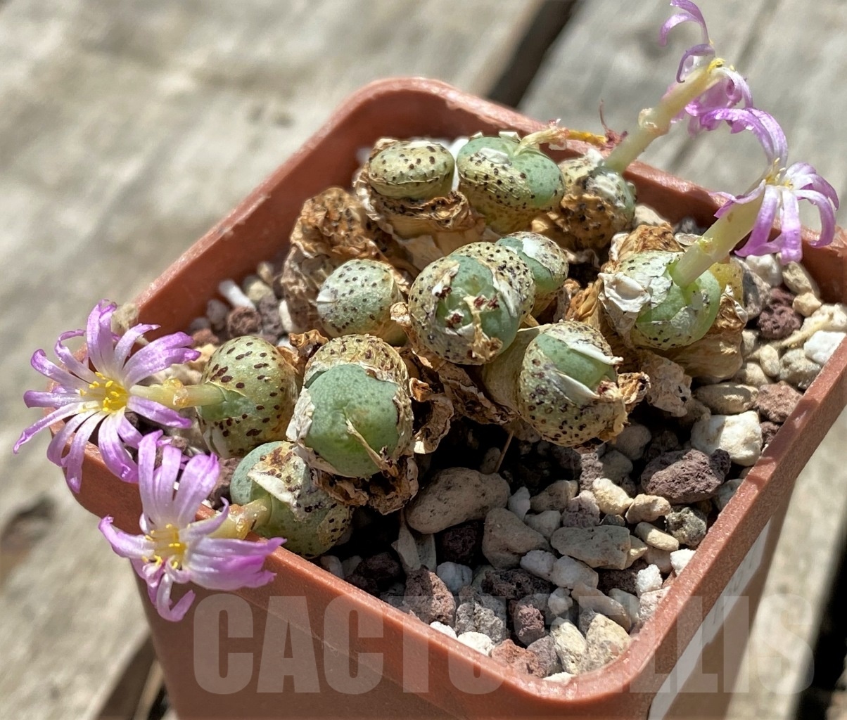 SHPR11387 Conophytum jucundum LAV27888A