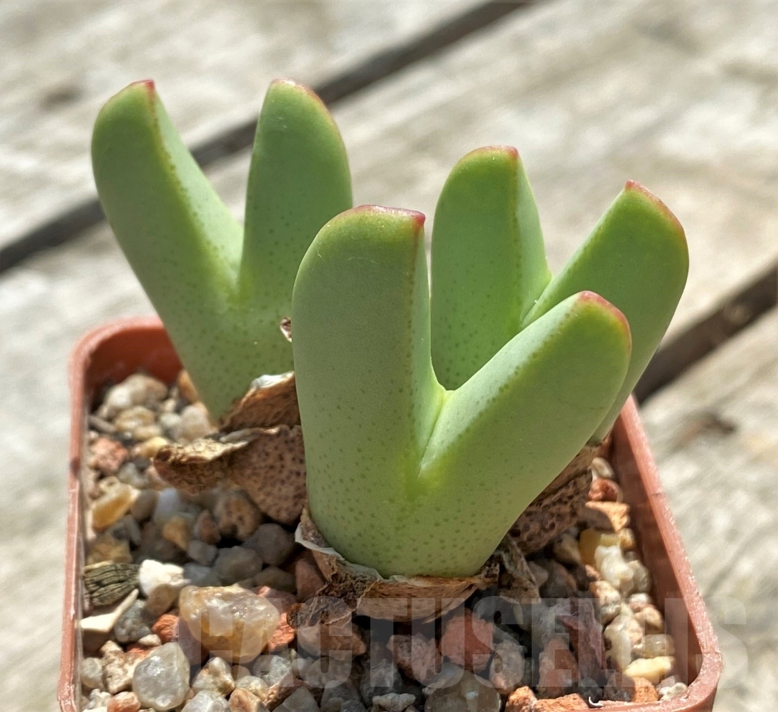 SHPR11388 Conophytum meyeri SB 787 - 画像 (2)