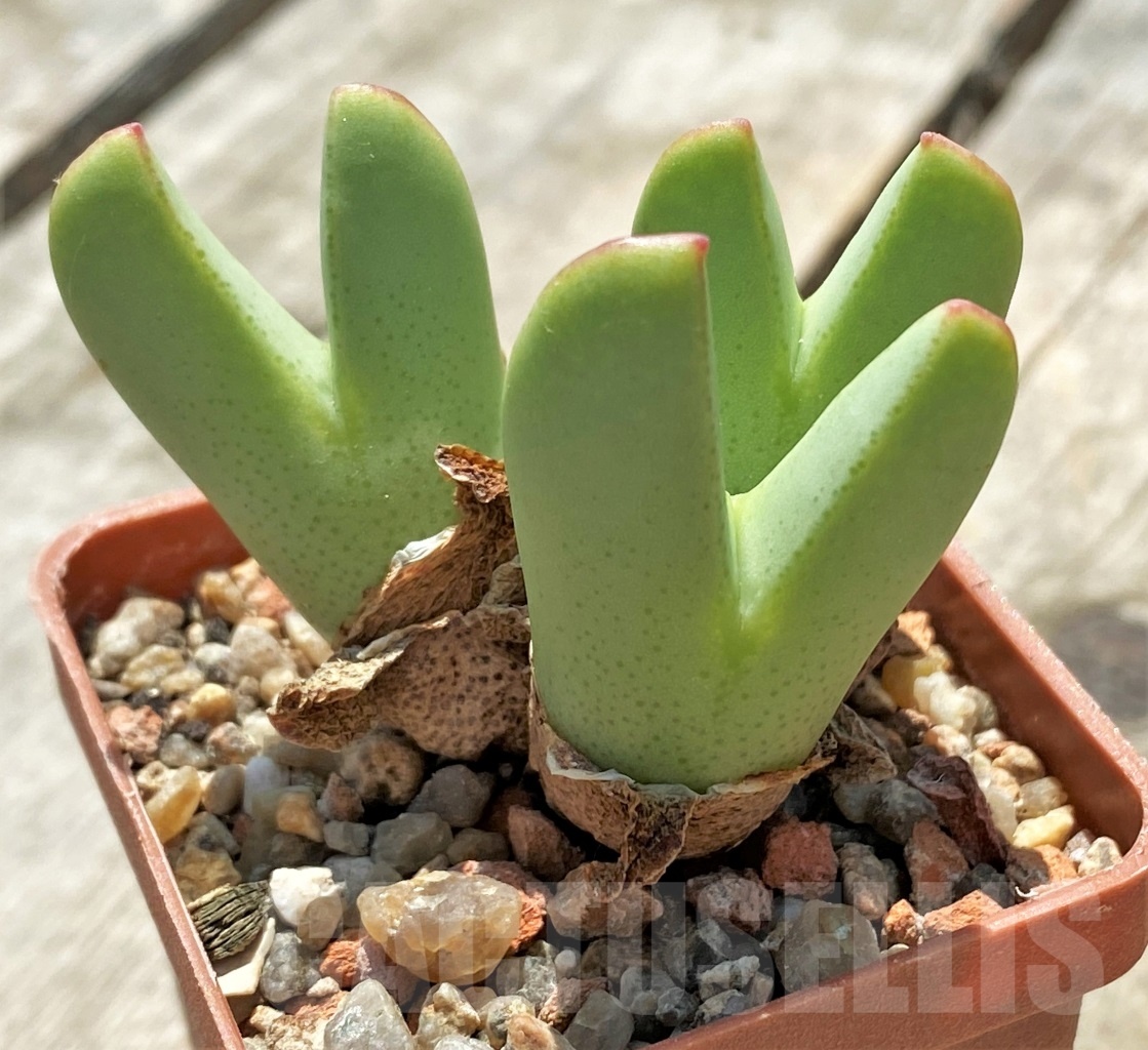 SHPR11388 Conophytum meyeri SB 787
