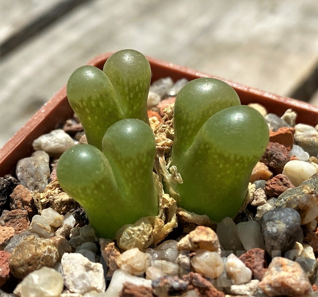 SHPR11389 Conophytum praesectum
