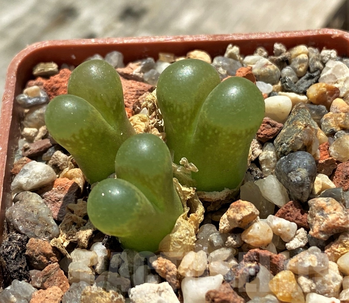 SHPR11389 Conophytum praesectum - 画像 (2)