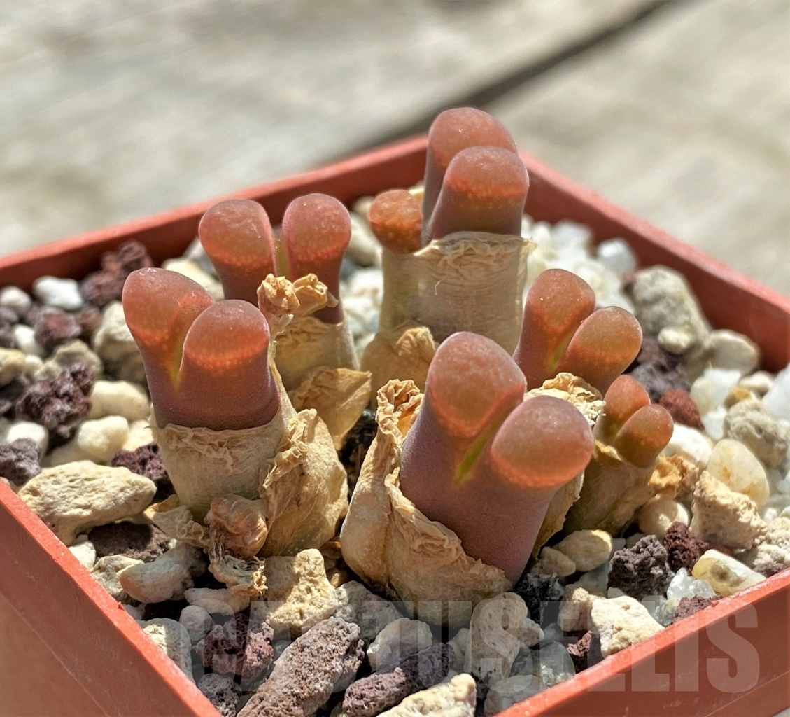 SHPR11390 Conophytum praesectum