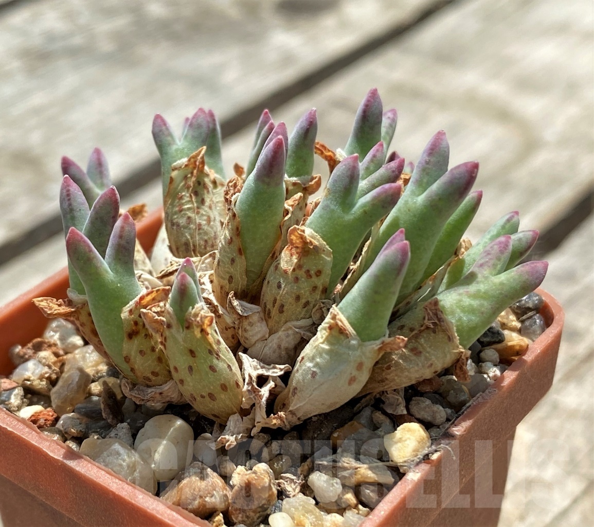 SHPR11391 Conophytum halenbergense LAV 29567 CR
