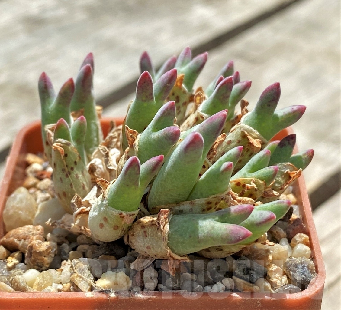 SHPR11391 Conophytum halenbergense LAV 29567 CR - Image 2