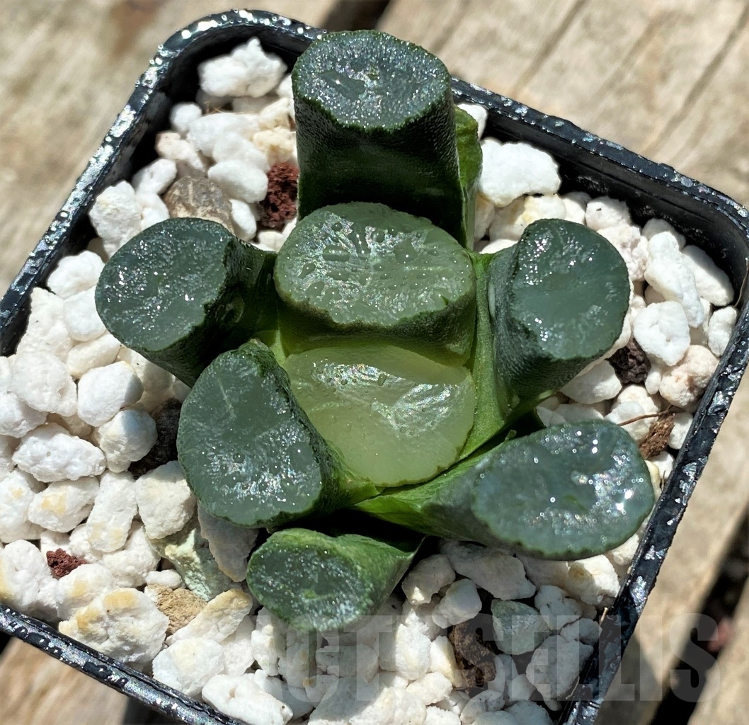 SHPR11392 Haworthia maughanii Japan selection