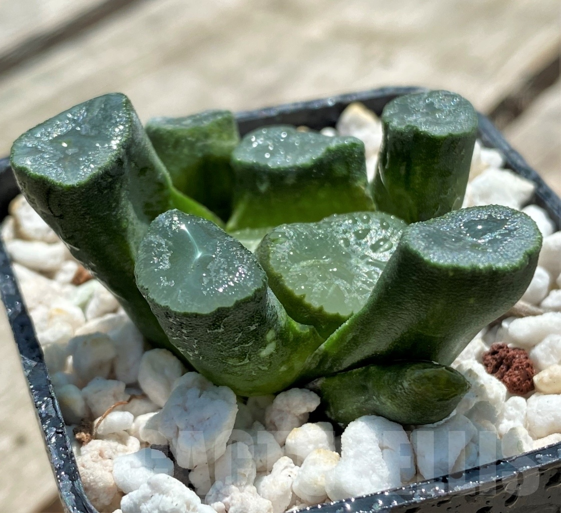 SHPR11392 Haworthia maughanii Japan selection - Image 2