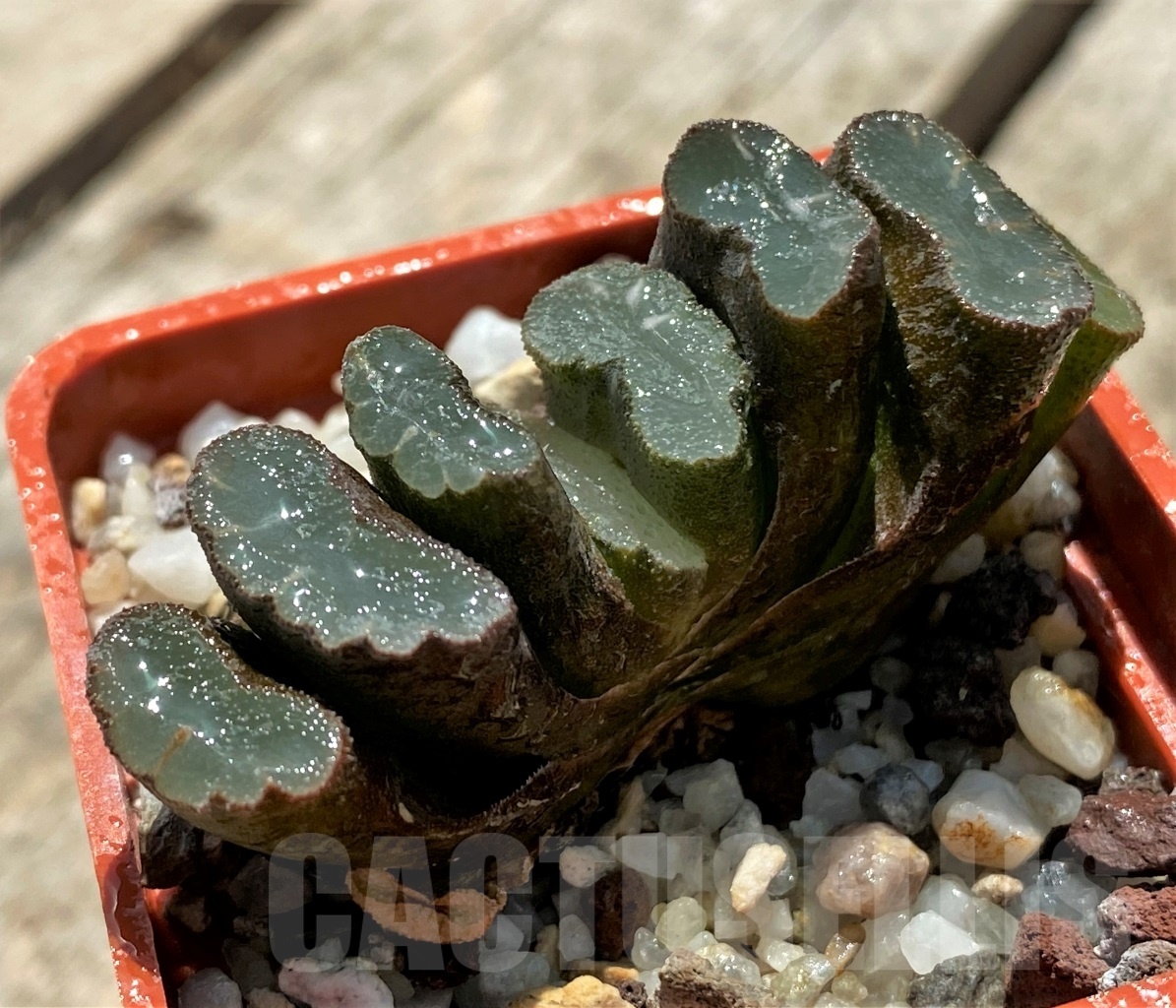 SHPR11393 Haworthia truncata