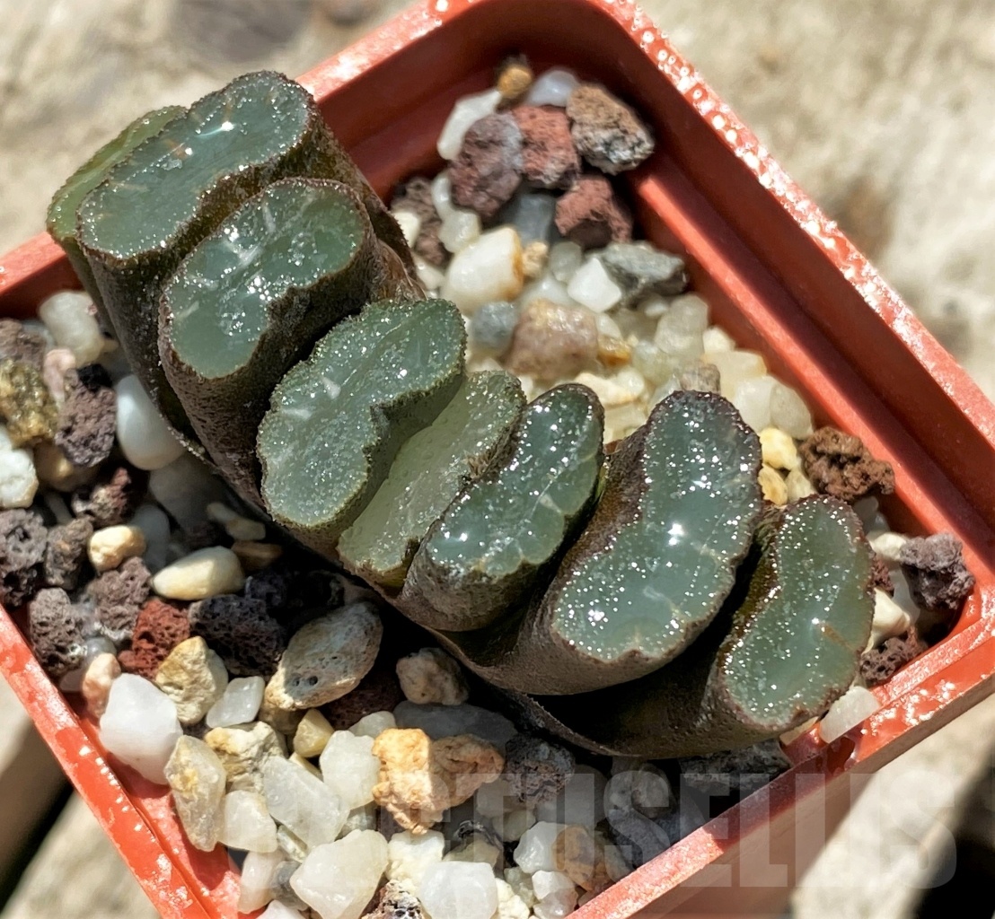 SHPR11393 Haworthia truncata - Image 2