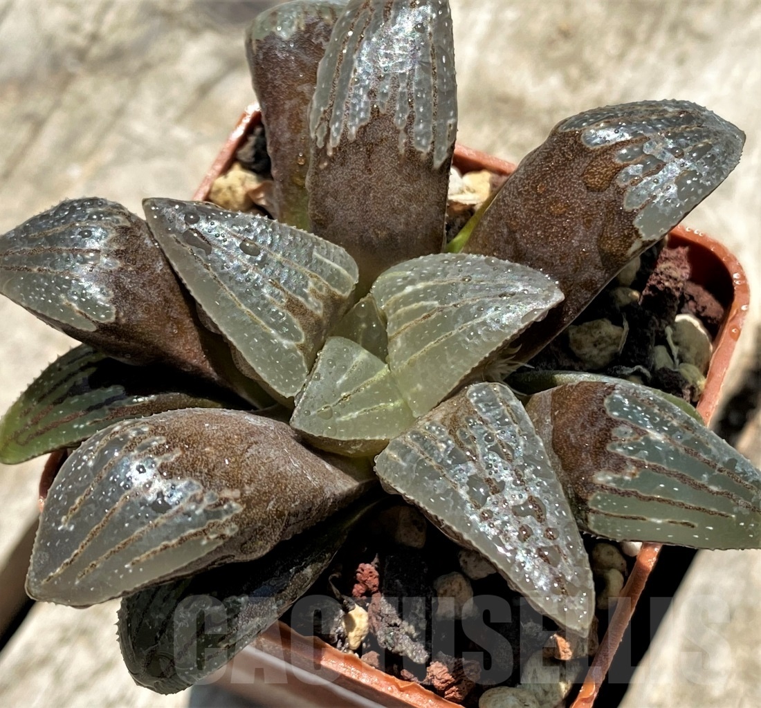 SHPR11395 Haworthia pygmaea hybrid