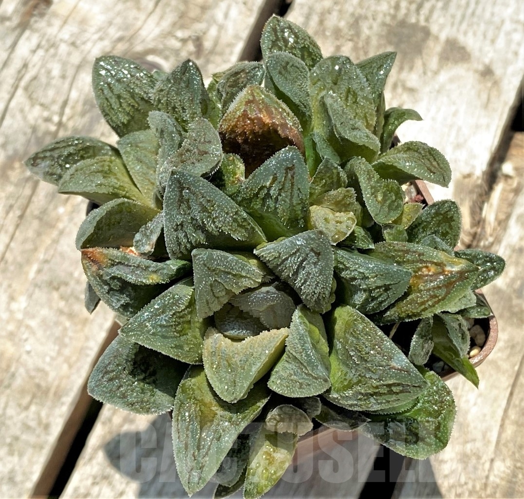 SHPR11396 Haworthia pygmaea 'Tiger pygmaea' non variegated - Image 2