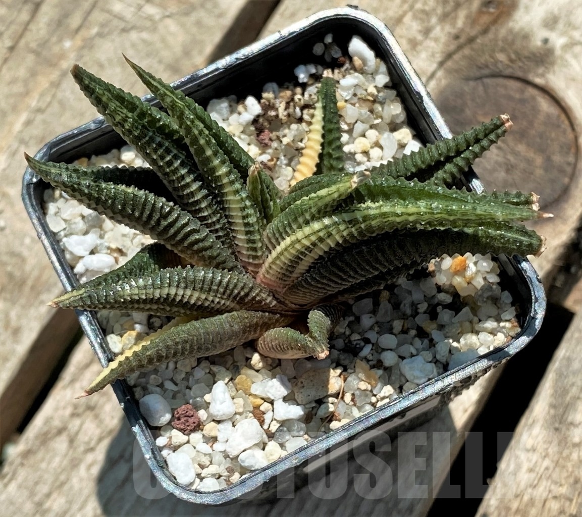 SHPR11397 Haworthia limifolia variegata - Image 2