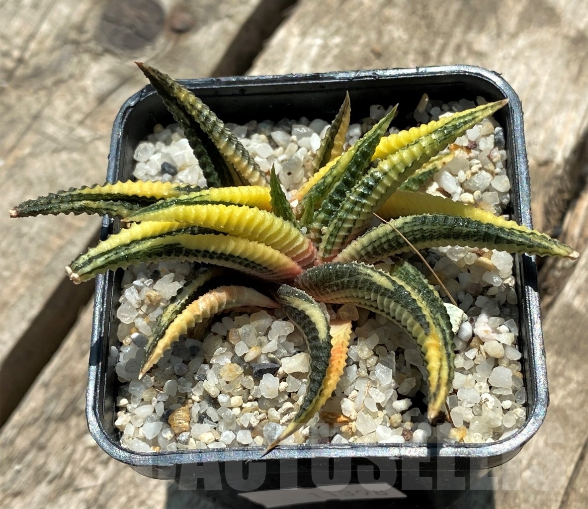 SHPR11398 Haworthia limifolia variegata