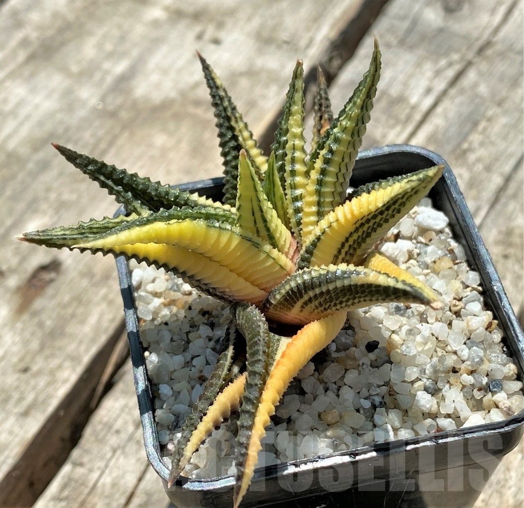 SHPR11400 Haworthia limifolia variegata - Obrázek 3