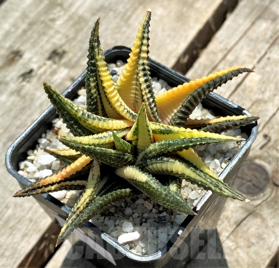 SHPR11400 Haworthia limifolia variegata - Obrázek 2