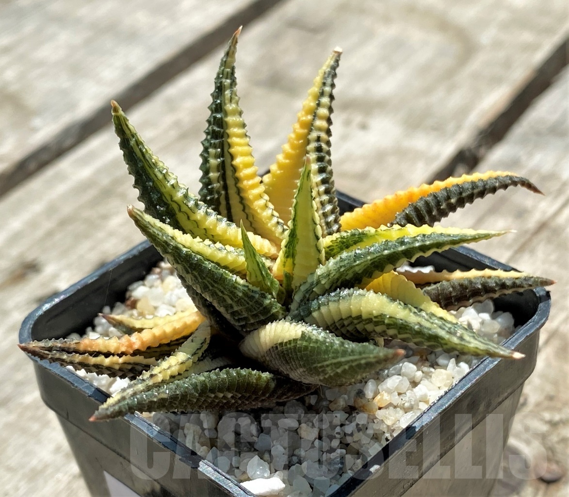 SHPR11400 Haworthia limifolia variegata