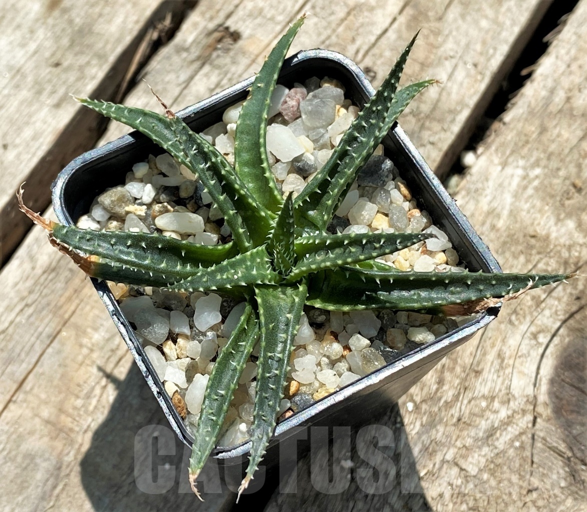 SHPR11401 Aloe florenceae - Image 2