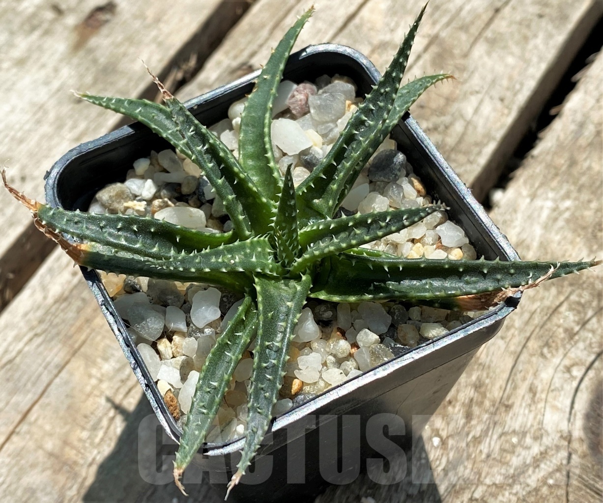 SHPR11401 Aloe florenceae