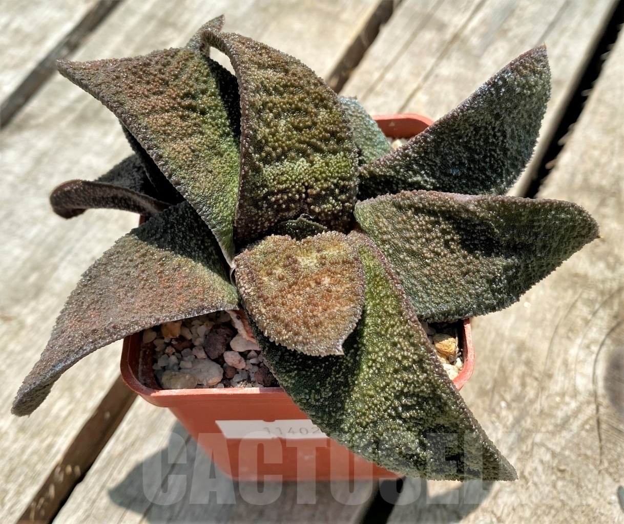 SHPR11402 Gasteria batesiana 'Barberton' - Obrázek 2