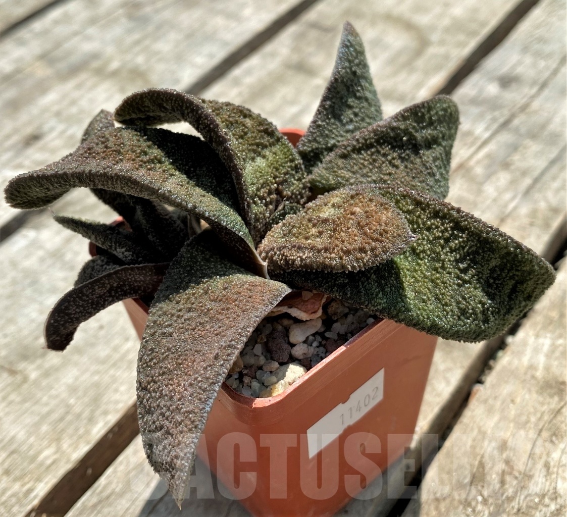 SHPR11402 Gasteria batesiana 'Barberton' - Obrázek 3