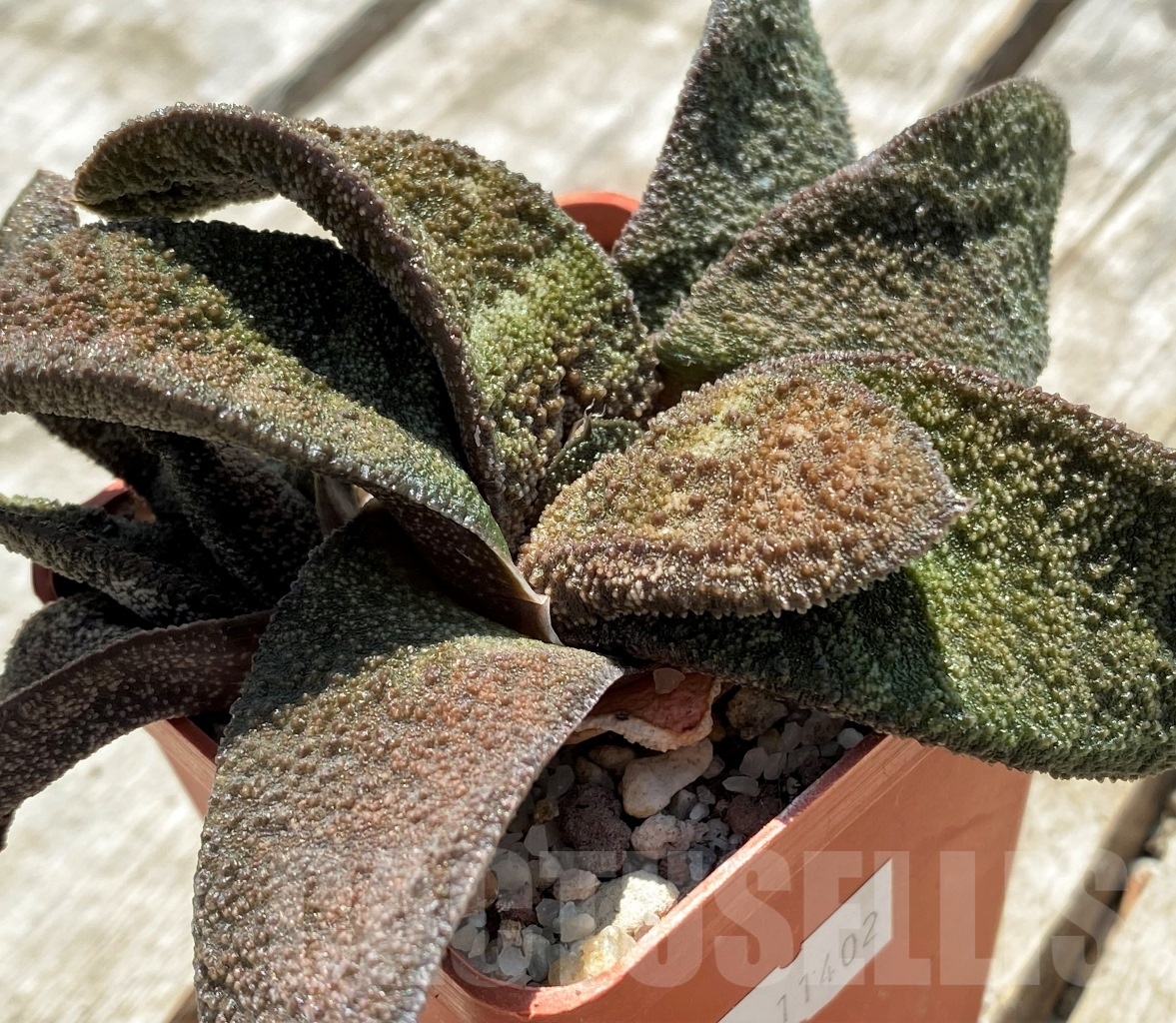 SHPR11402 Gasteria batesiana 'Barberton'