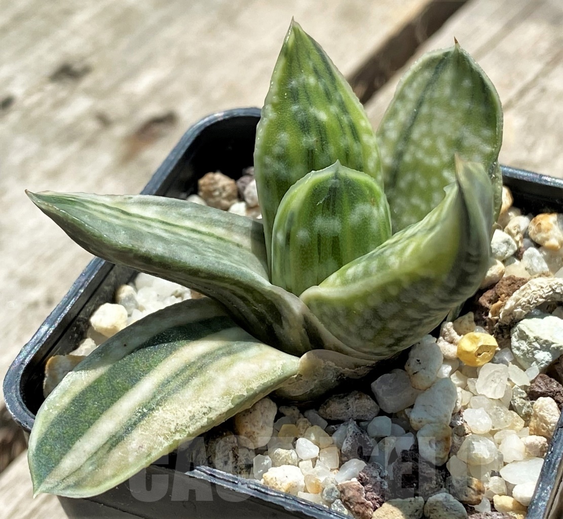 SHPR11403 Gasteria obtusa f. variegata - Obrázek 2