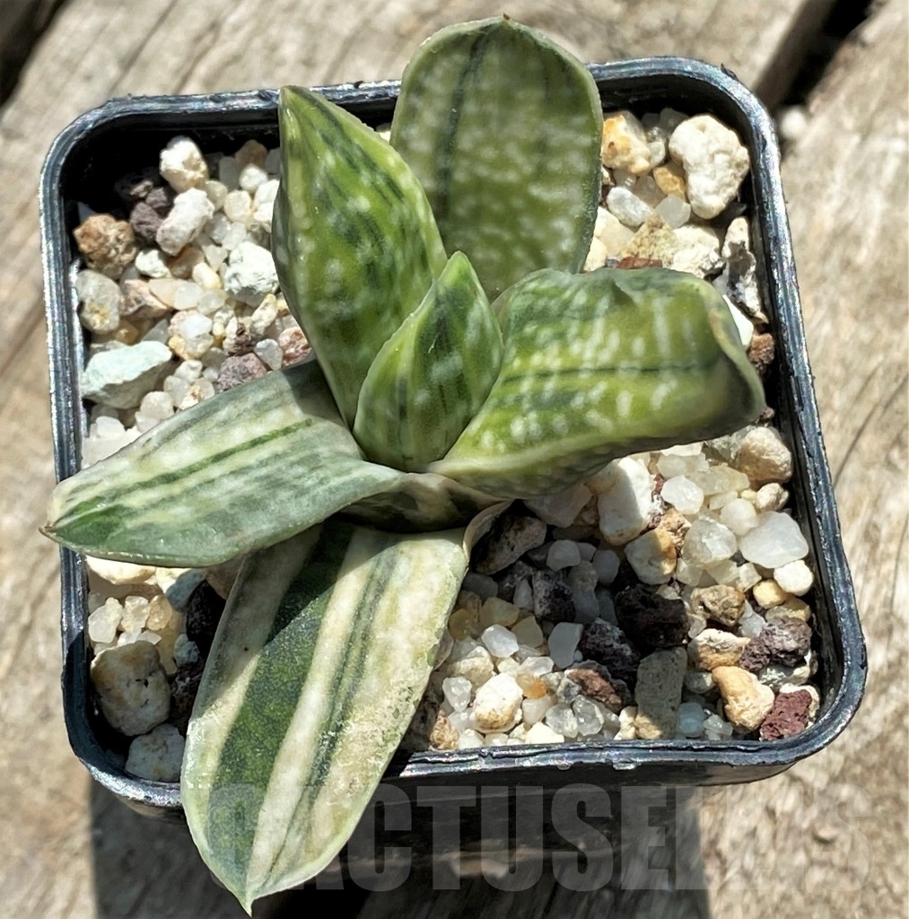 SHPR11403 Gasteria obtusa f. variegata