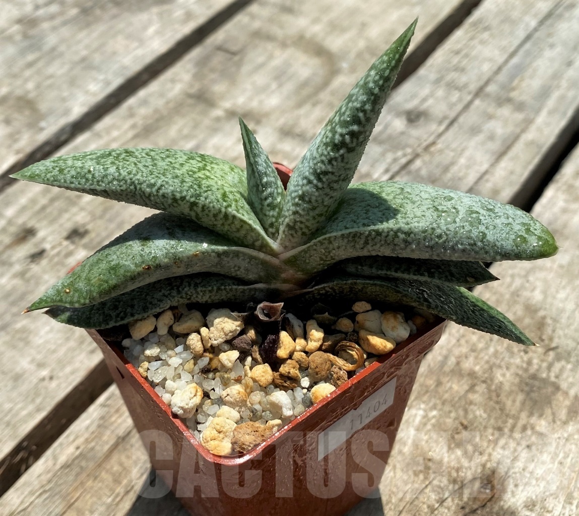 SHPR11404 Gasteria glauca